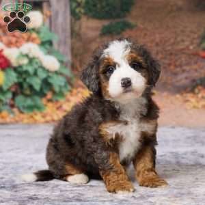 Kyra, Mini Bernedoodle Puppy